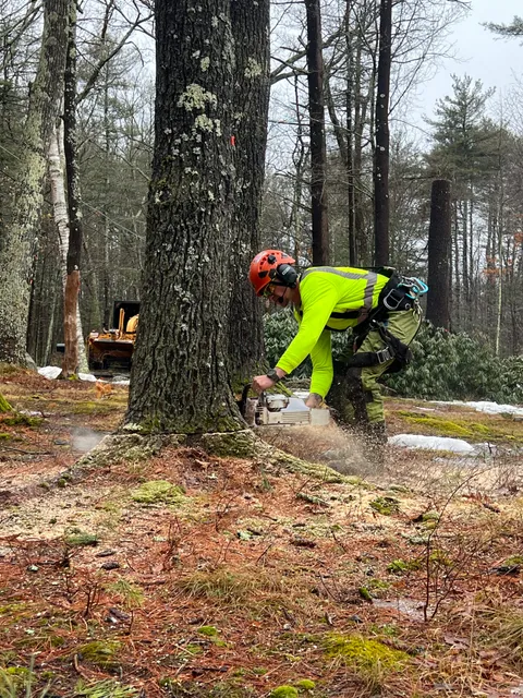 Stumpy's Tree Service work photo