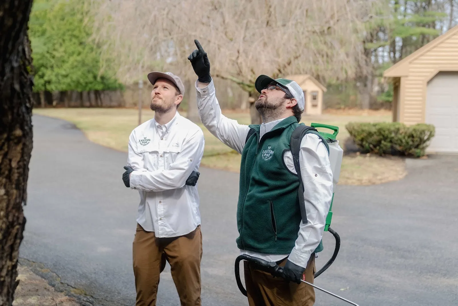Eastern Pine Pest Control