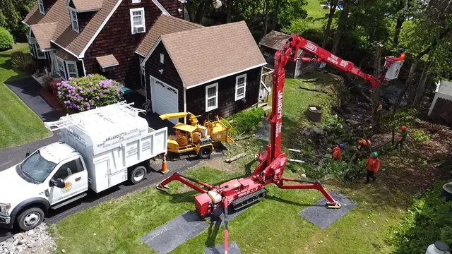 Jaiiro’s Tree Works work photo