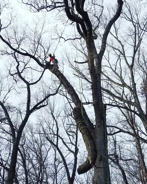 work photo from arbortechct.com