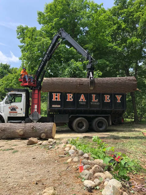 Healey Tree Works LLC work photo