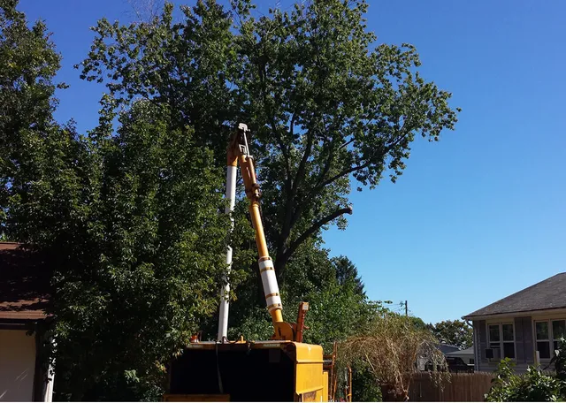 Tropical Tree Service work photo