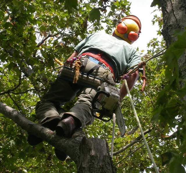work photo from coastaltimbertreeservice.com