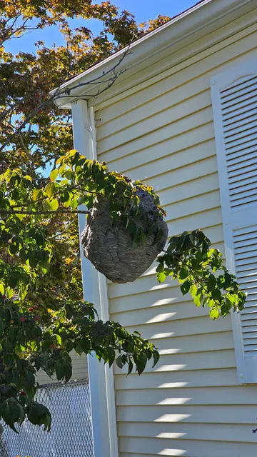 Allstate Pest Control work photo