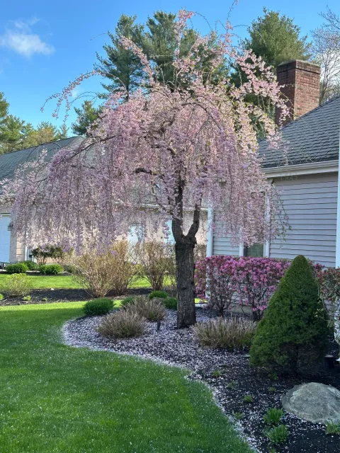 A weeping cherry blossom tree in front of a house
