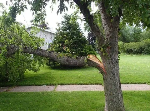 work photo from elliotttreeandlandscaping.com