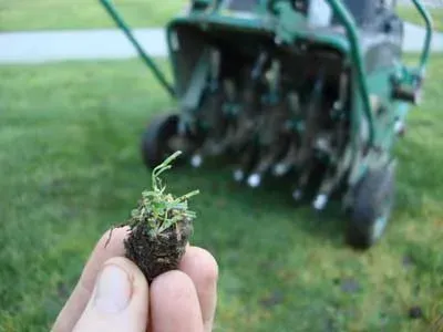 A fresh core aeration soil plug held in hand above the lawn