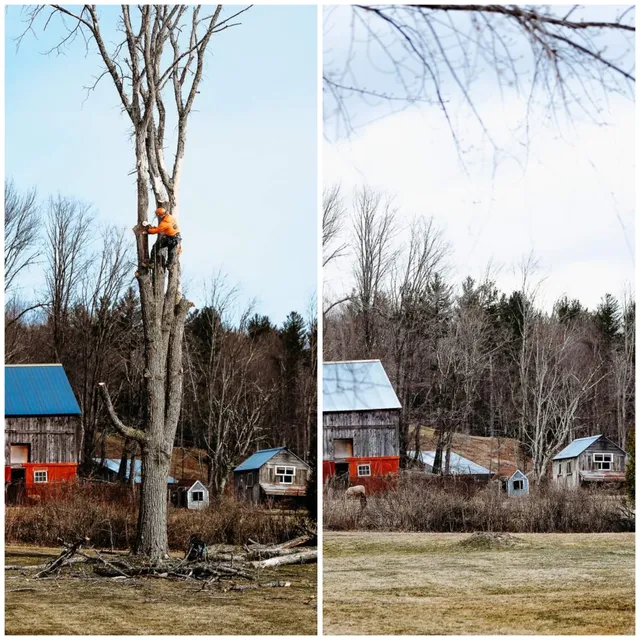 West Branch Tree Service work photo