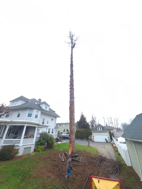 A&C Tree Removal work photo