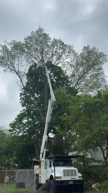 Bucket truck boom extended into the upper canopy of a tall tree, seen from directly below
