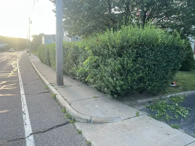 Hedge trimming and shaping - Before