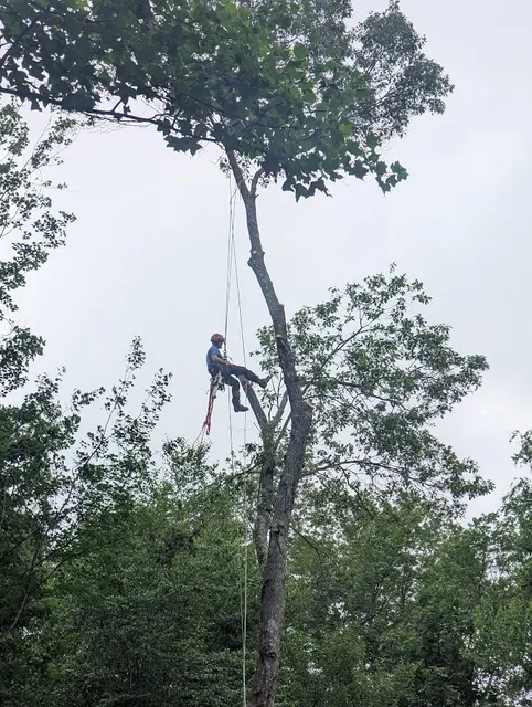 Arborist tree removal work