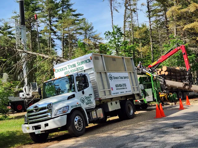 Doug's Tree Service work photo