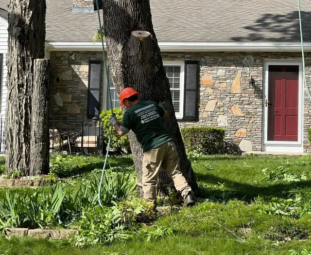 Tree removal