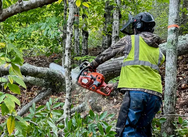 Hawkes Tree Service work photo