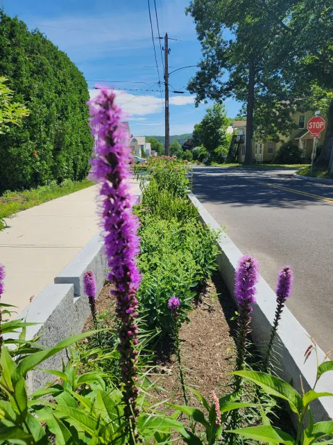 Rain garden management, Easthampton Ma