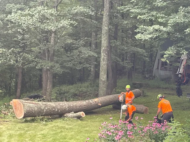 Henry’s Tree Service LLC work photo