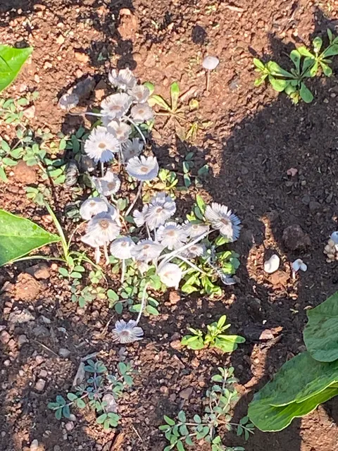 Roses Farm Landscaping LLC work photo