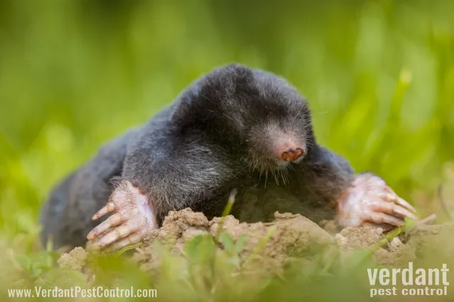 mole