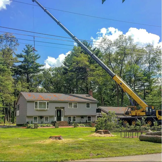 Turcotte Tree Service work photo