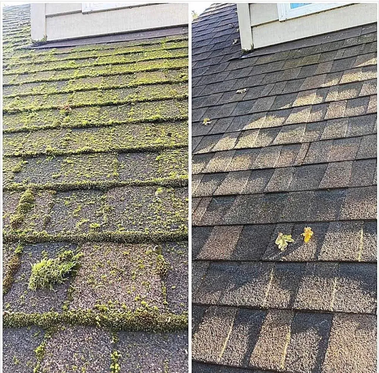 Before-and-after of a mossy roof: left heavily covered in green growth, right cleaned gray shingles.