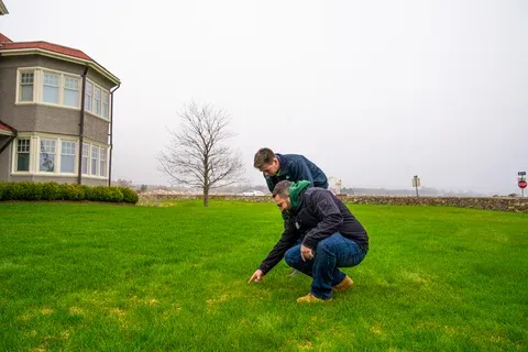 new england lawn disease treatment inspection