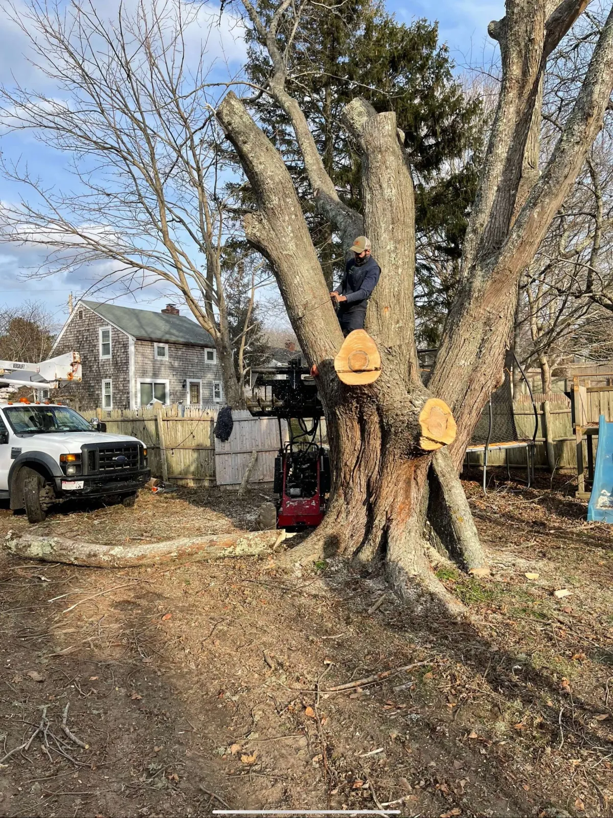 TAKA Tree Landscape Cape Cod Tree Service