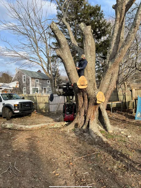 TAKA Tree Landscape Cape Cod Tree Service
