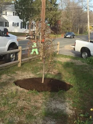 Solomon Landscaping researched project photo