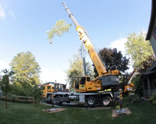 Large yellow crane lifting a full tree trunk over a residential lawn during a professional tree removal operation.