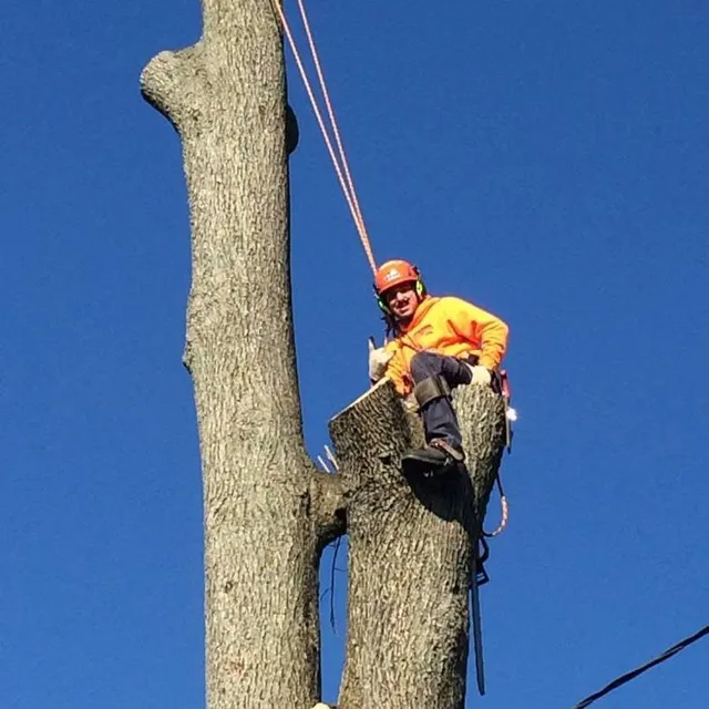 Connecticut Tree Experts LLC work photo