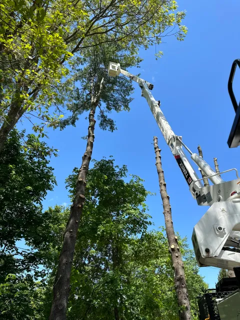 professional tree Sutton