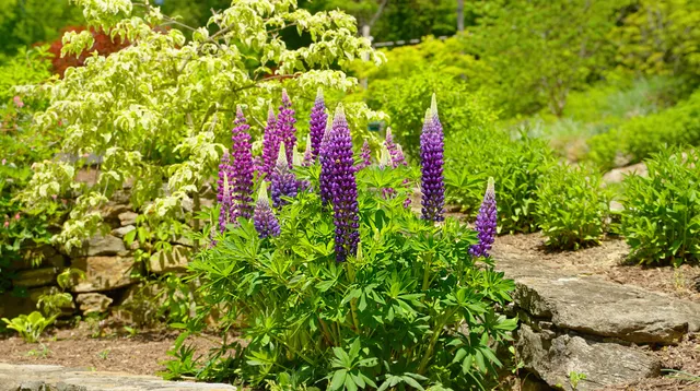 work photo from apexhorticulturedesign.com