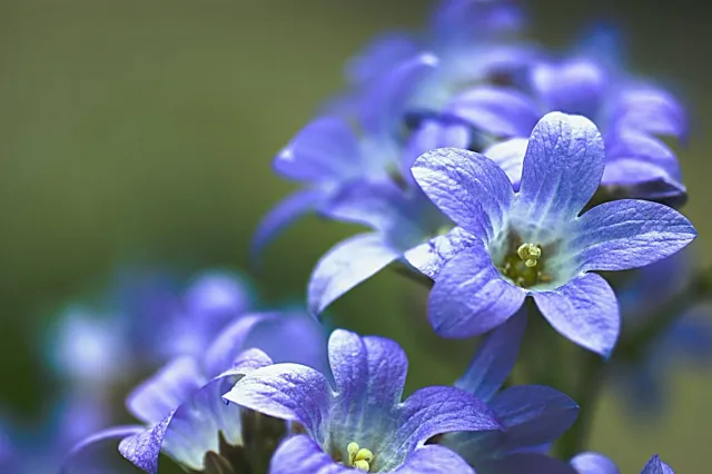 flowers-1-2000x1331.jpg