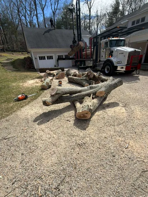 Tree removal logs Fairfield County
