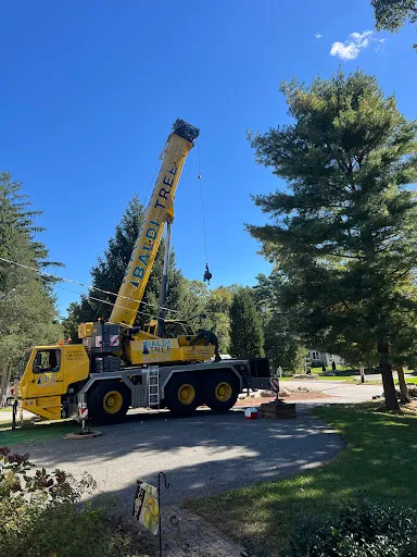 Baldi Tree work photo