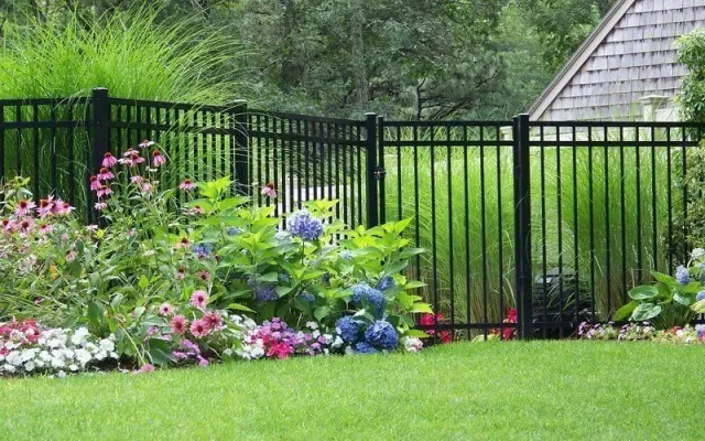 Black metal fence bordering a garden with purple coneflowers, blue hydrangeas, and green grass.