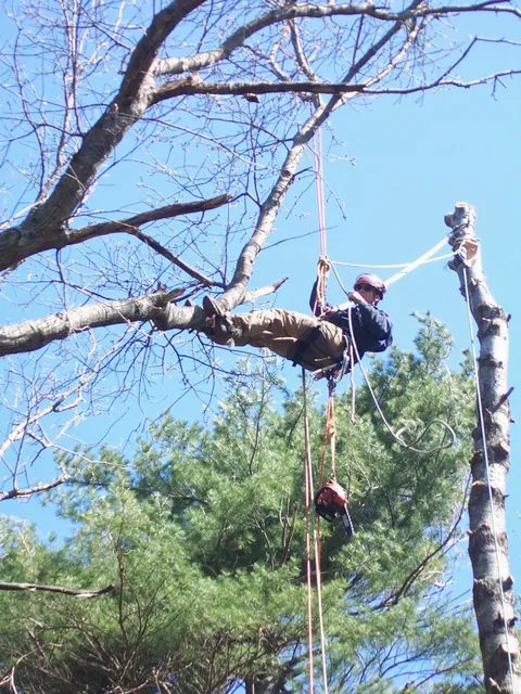 North River Tree Service work photo