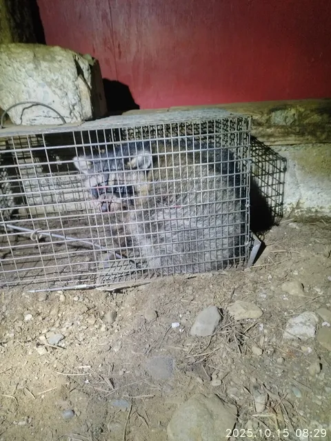 Argus Wildlife and Pest Solutions LLC work photo