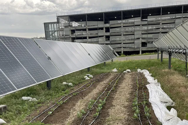 Agrivoltaic array in Golden, Colorado at the NREL Campus.