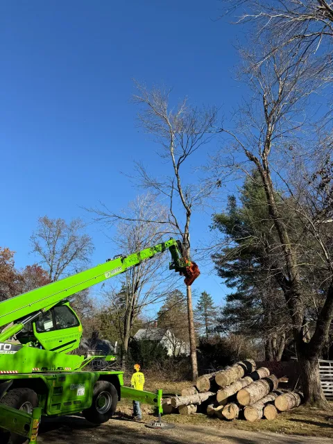A green crane is cutting a tree in the woods.
