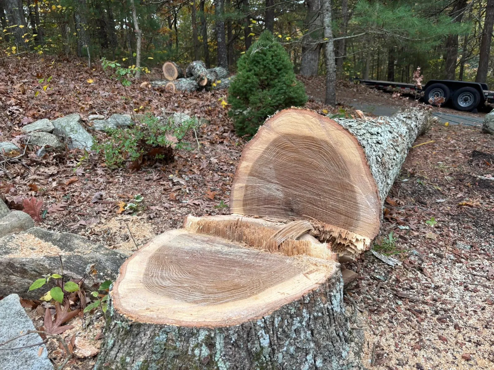 work photo from treeservicekingston.net