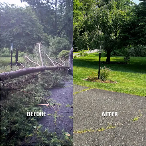 Zaccaro Tree Care, LLC work photo