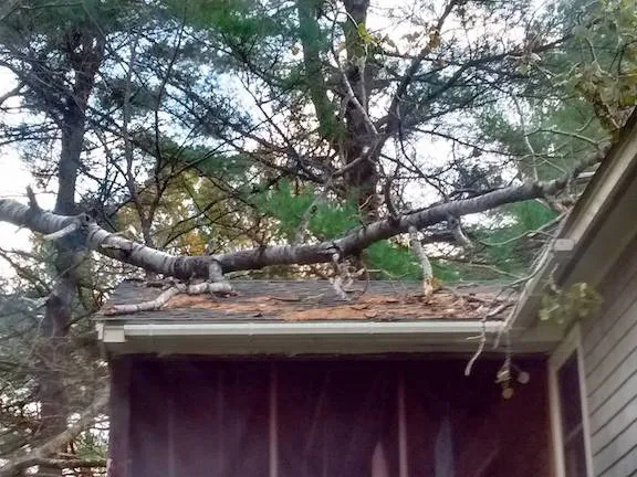 Towne Tree Service LLC work photo