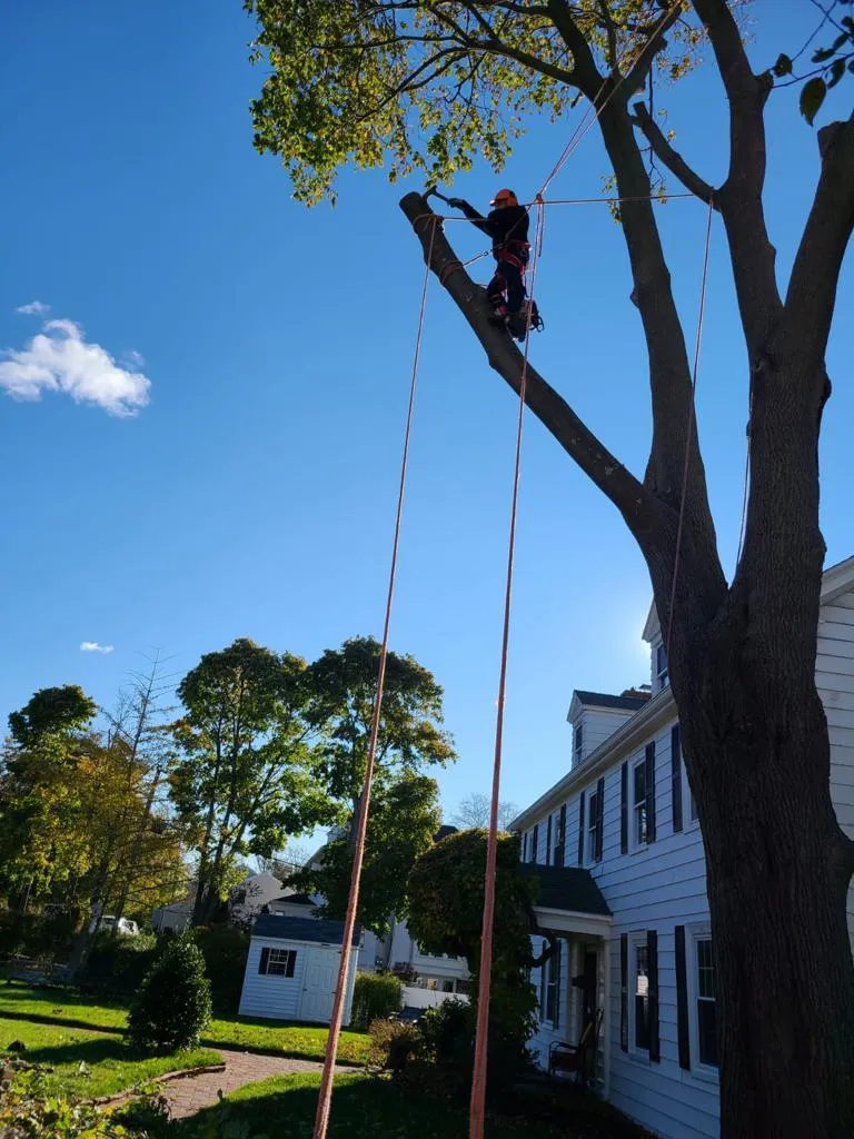 work photo from freddylandscapingma.com