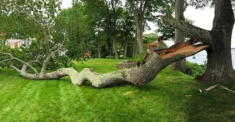 work photo from dirigotreeservice.com