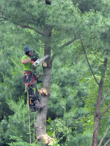Bogong Tree Service, LLC work photo