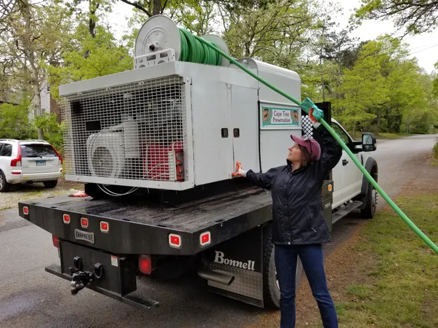 Cape Tree Preservation work photo