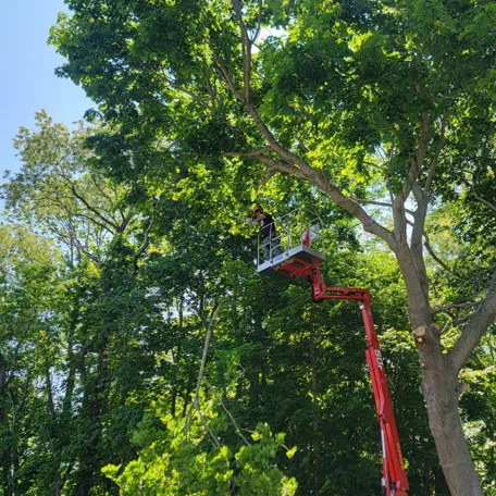 Tree Limbing