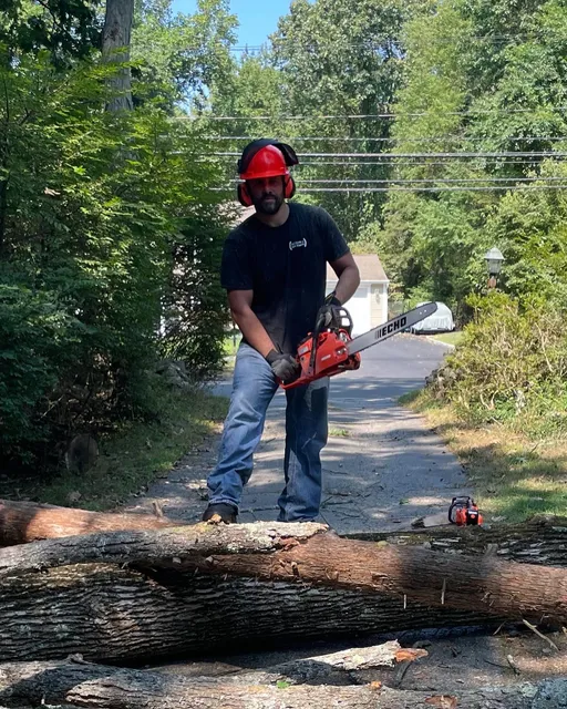 Demmo and Sons Tree Removal work photo